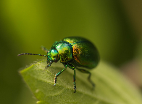 Tansy Beetle - c. Brian Eversham