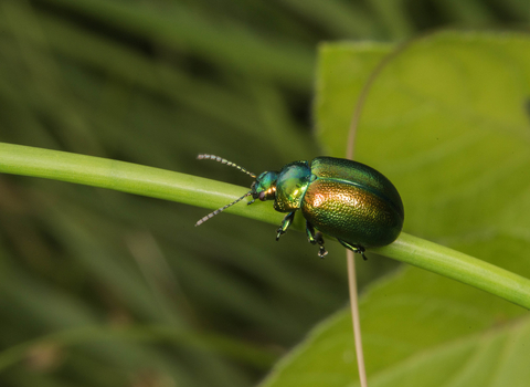 Tansy Beetle on stem - c. Brian Eversham