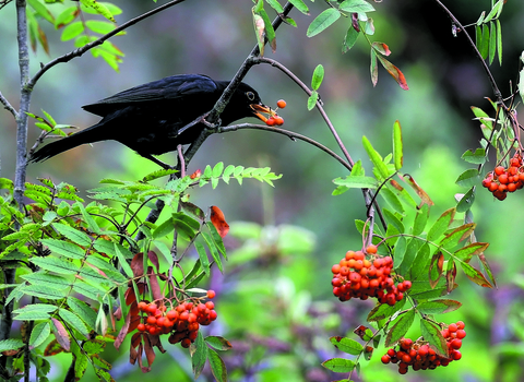 Male blackbird feeding on orange rowan berries