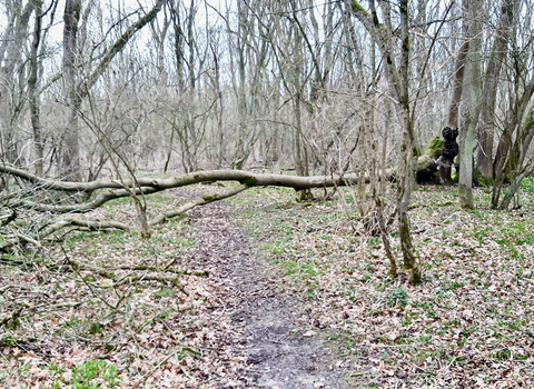 Storm damage Lower Wood2 by Mark Ricketts