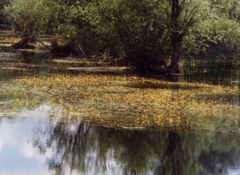 Bladderwort at Felmersham 