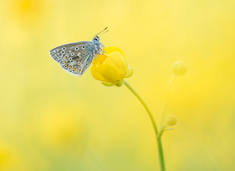 Common blue butterfly