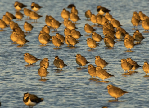 Golden plover, Nene valley Andy Parkinson