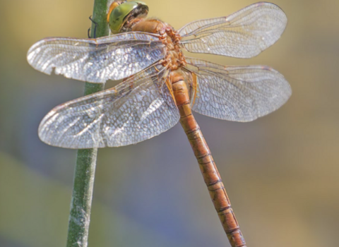 Norfolk hawker, Steve Cham