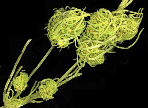 Tolypella glomerata stonewort Chris Carter