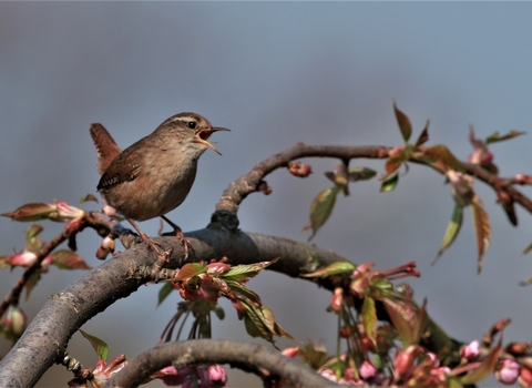 Singing wren sitting on branch in bloom. 
