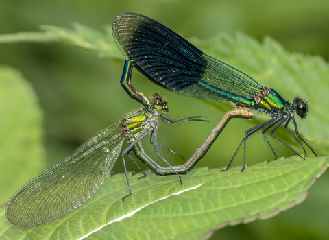 Banded demoiselle mating pair by David Harris