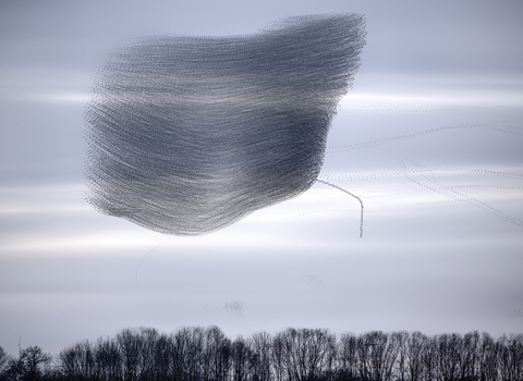 Starling Murmuration at Summer Leys