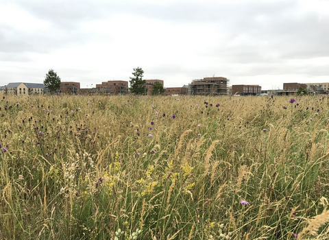 Trumpington Meadows