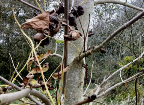 Ash dieback