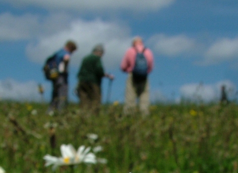 Ox-eye daisy and volunteers at Sammocks Hill (edited) - Credit Henry Stanier