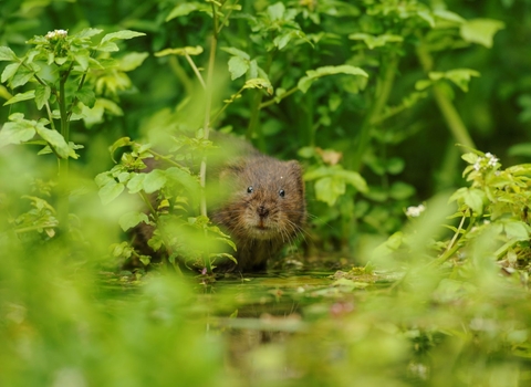 Water Vole