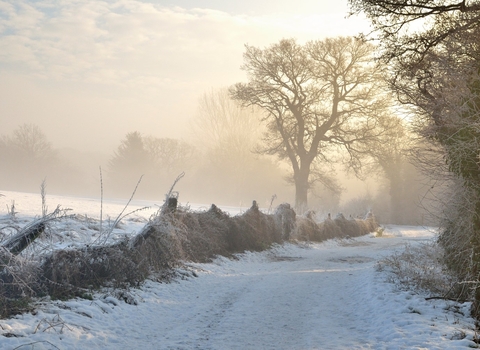 Winter Walk: Christopher Maguire