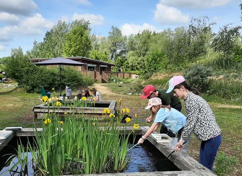 Young people pond dipping in raised ponds with yellow irises in flower in the ponds