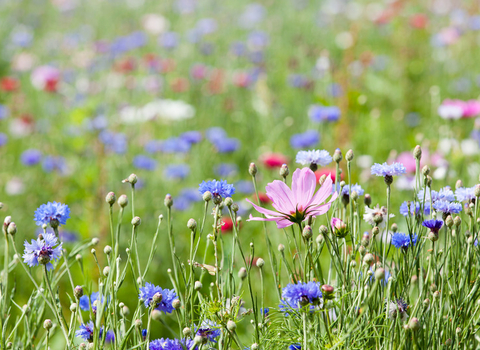 Flowers - Lead Gen Postcard image