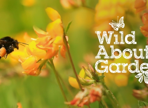 WAG23_Website_Banner