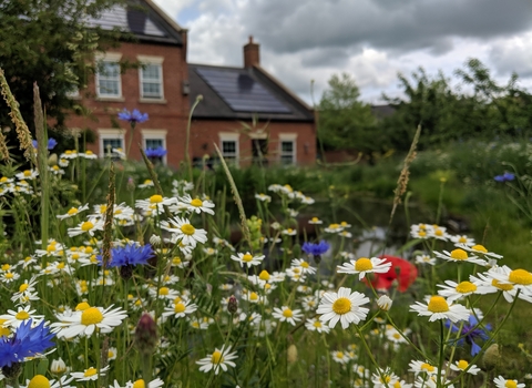 Wildflowers and pond at The Manor House Cambourne by Rebecca Neal