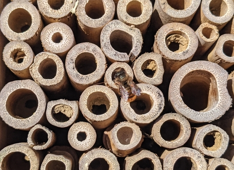 Bee Hotel - Rebecca Neal