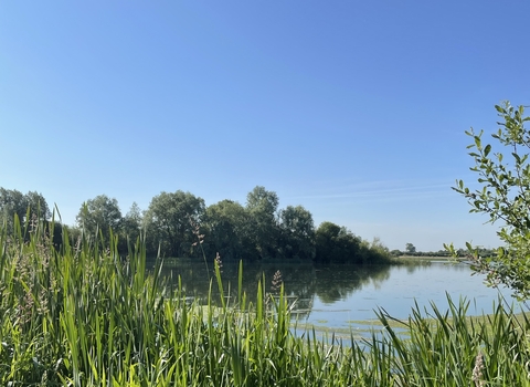 Image overlooking lake with reeds in foreground 