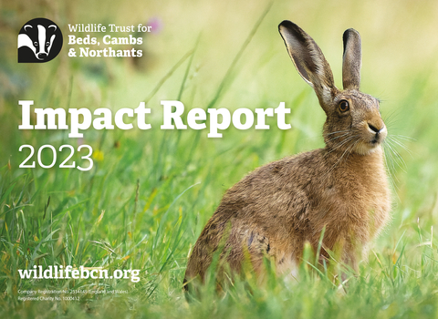 Impact Report Cover featuring an alert hare sitting on green grass