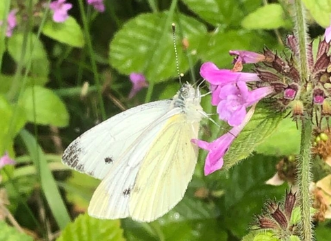 Green veined white, Matt Hayes