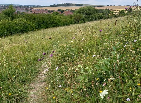 Bradgers Hill Meadow