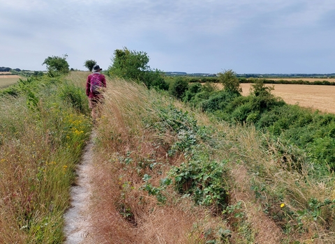 A man walking on a thin pathway surrounded by long grasses at Fleam Dyke