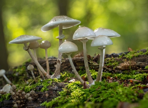 Porcelain Fungus at Old Sulehay