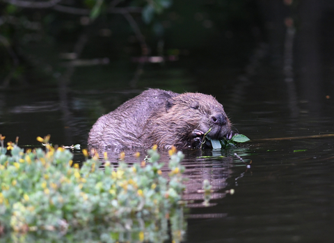 Beaver carrying a mouthful of greenery in its mouth through a body of water