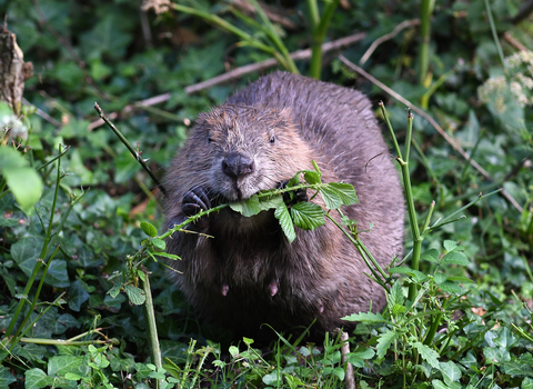 Beaver David Parkyn