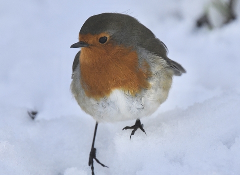 A robin, close up, standing on white, frosty snow