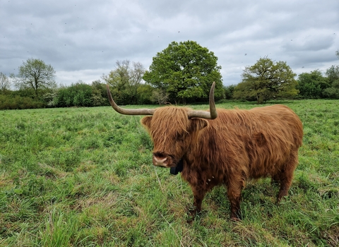 Highland cattle