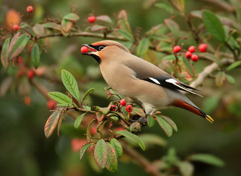 Waxwing