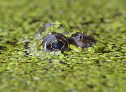 A frog's eye peeping up through a bright green duckweed covered pond