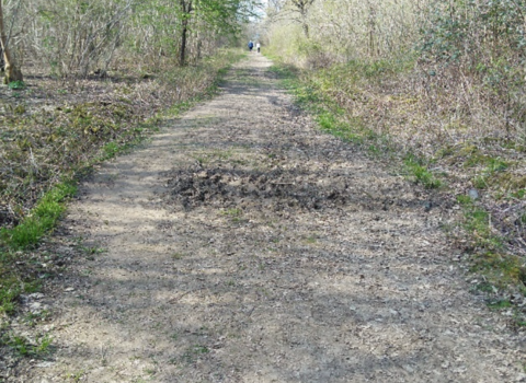 Woodland ride pre-reprofiling, Waresley & Gransden Wood by Sian Williams