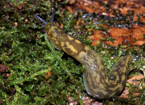 Cellar slug Brian Eversham 