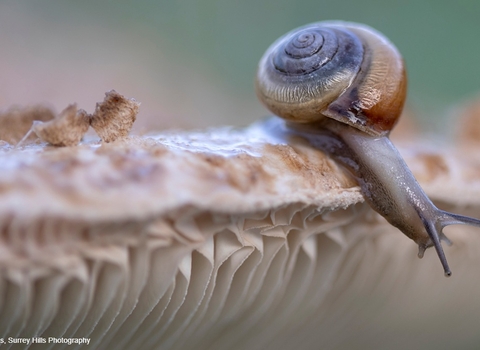 A close up of a snail on fungi