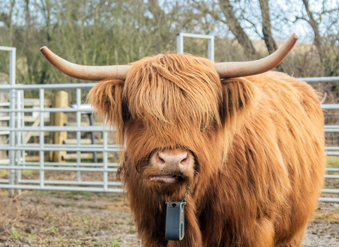 A large, ginger highland cow, in a muddy field, walking toward the camera