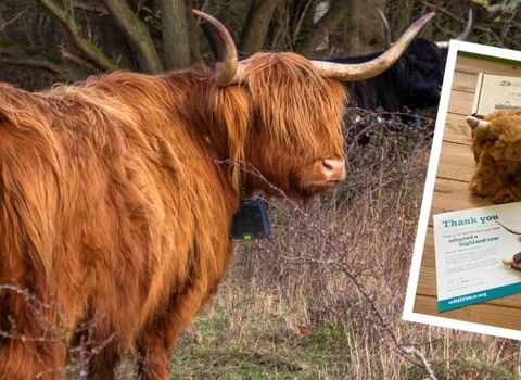 Highland cow, looking behind itself, with an image of the contents of the adoption box overlaid: soft highland cow toy, certificate, bookmark, print, keyring, factfile and membership leaflet