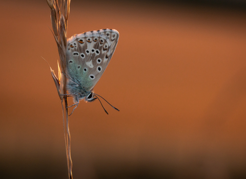 A chalkhill blue butterfly, perched on a grass, in front of a golden orange background