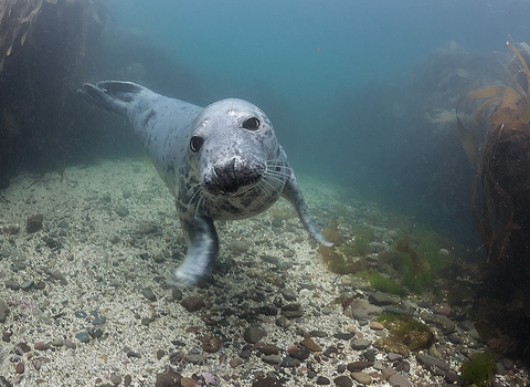 Grey seal