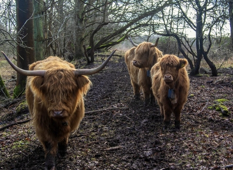 2 adult female highland cows and one calf, walking through muddy woodland