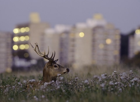 Red deer (Cervus elephus), Richmond Park, London