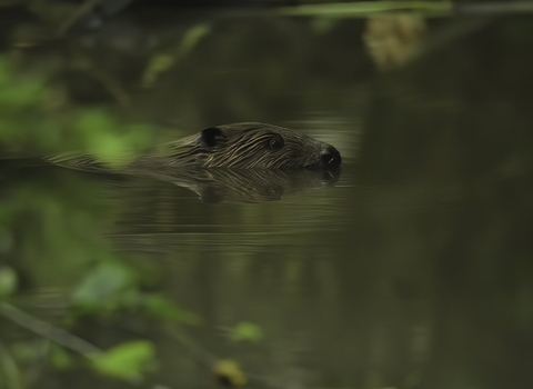 Beaver