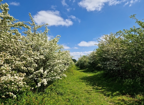 A pathway through the scrub at Strawberry hill, lined on both sides by full bushes, and highlighted by a blue, sunny sky