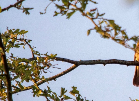 A nightingale, highlighted by golden hues of a sunrise, with it's beak wide open, singing