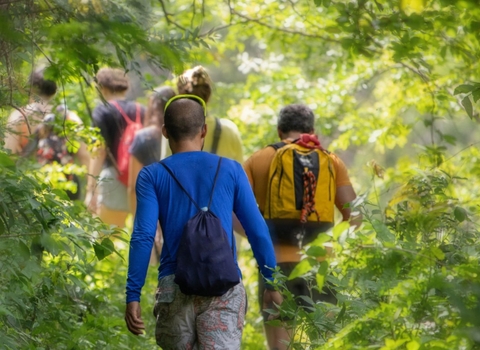 Adults walking through a woodland