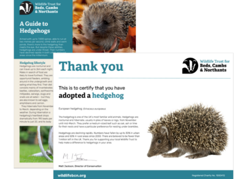 Screenshots of the Adopt a Hedgehog Fact File and Certificate