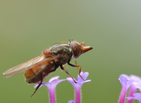Hoverfly