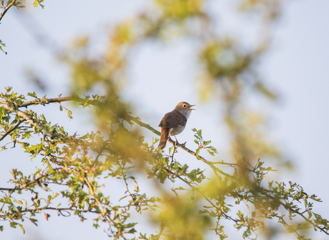 Nightingale